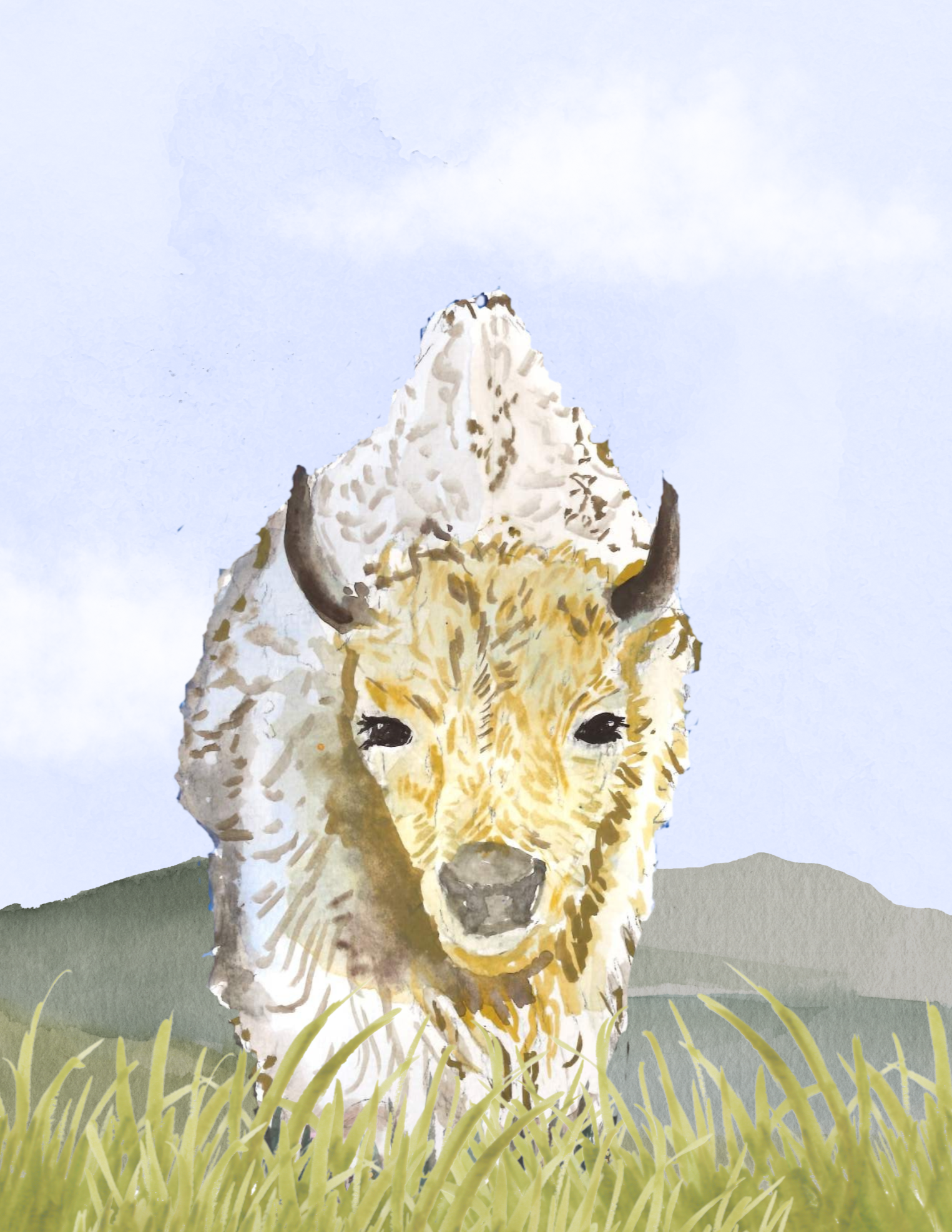 Sacred White Buffalo